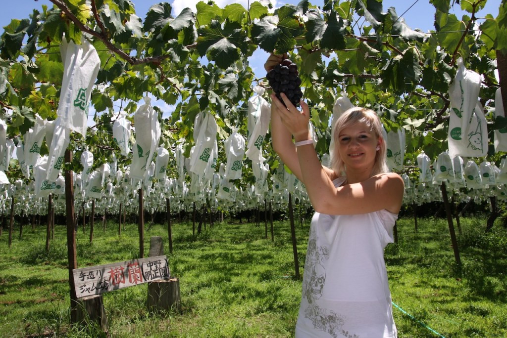 Để có được những chùm nho đắt đến vậy, người nông dân phải bỏ ra rất nhiều công sức và tâm huyết. Để tiện chăm sóc, giàn nho được thiết kế cao tương đương với chiều cao của người trồng. Ảnh: Fukuoka Now.