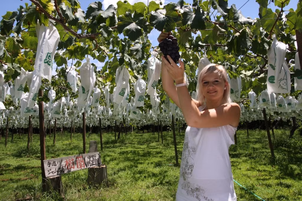 Để có được những chùm nho đắt đến vậy, người nông dân phải bỏ ra rất nhiều công sức và tâm huyết. Để tiện chăm sóc, giàn nho được thiết kế cao tương đương với chiều cao của người trồng. Ảnh: Fukuoka Now.