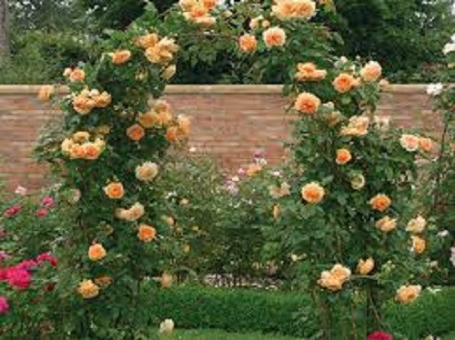 Giống hồng này có thể dễ dàng phát triển trong môi trường sống khắc nghiệt, đặc biệt hợp khí hậu ấm. Vào mùa hè nên cắt tỉa cành, giúp cây nhanh ra nhánh mới. Ảnh: Hongleocolong.