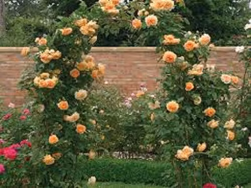 Giống hồng này có thể dễ dàng phát triển trong môi trường sống khắc nghiệt, đặc biệt hợp khí hậu ấm. Vào mùa hè nên cắt tỉa cành, giúp cây nhanh ra nhánh mới. Ảnh: Hongleocolong.