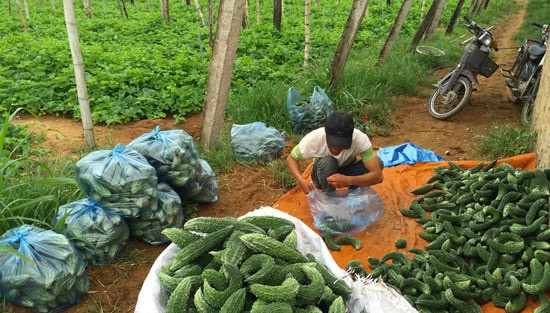 Trong đó, mướp trái vụ dễ bán hơn. Có gia đình thu về trên 100 triệu đồng/năm. Ảnh: Baonghean.