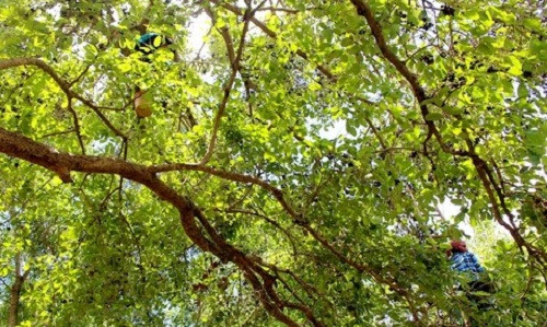 Mỗi cây trâm thường thu hái trong thời gian từ 4-7 ngày. Ảnh: Congan.