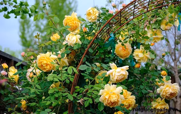 Loài hồng này có ưu điểm kháng bệnh tốt, phù hợp với mọi điều kiện thời tiết. Hoa nở theo mùa, thân mềm dễ uốn cong theo khung dạng vòm để tạo khung vòm trang trí trước cổng nhà, hoặc một góc sân vườn. Ảnh: Hatgionghoadep.