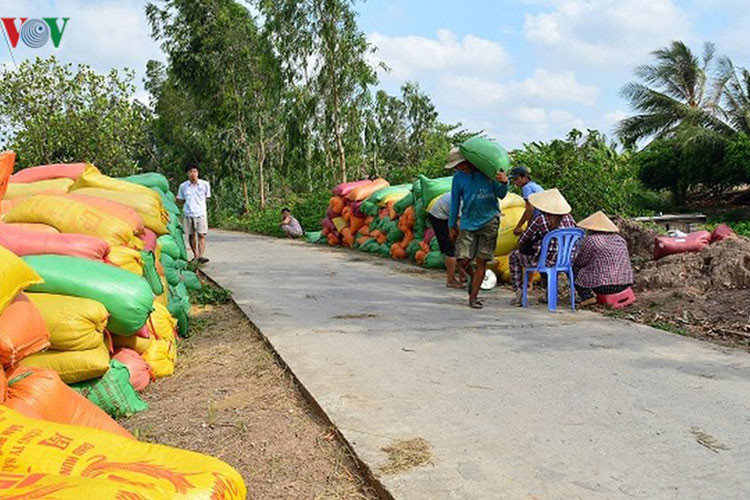 Lúa được bà con nơi đây bán ngay sau khi thu hoạch.
