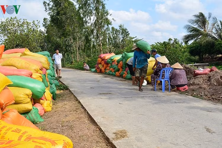 Lúa được bà con nơi đây bán ngay sau khi thu hoạch.