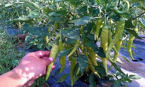 Với mức giá này, người trồng ớt có thể thu lời hơn 100 triệu đồng/ha. Ảnh: Cholimex.