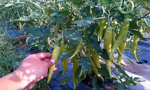 Với mức giá này, người trồng ớt có thể thu lời hơn 100 triệu đồng/ha. Ảnh: Cholimex.