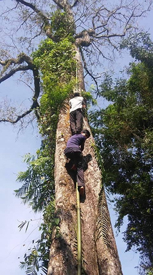 Thu nhập từ công việc hái lan rừng khá cao từ 200.000-1,2 triệu đồng/ngày. Tuy nhiên, người hái phải có tinh thần thép, không sợ độ cao để đu mình trên các cành cây. Ảnh: Giaoduc.