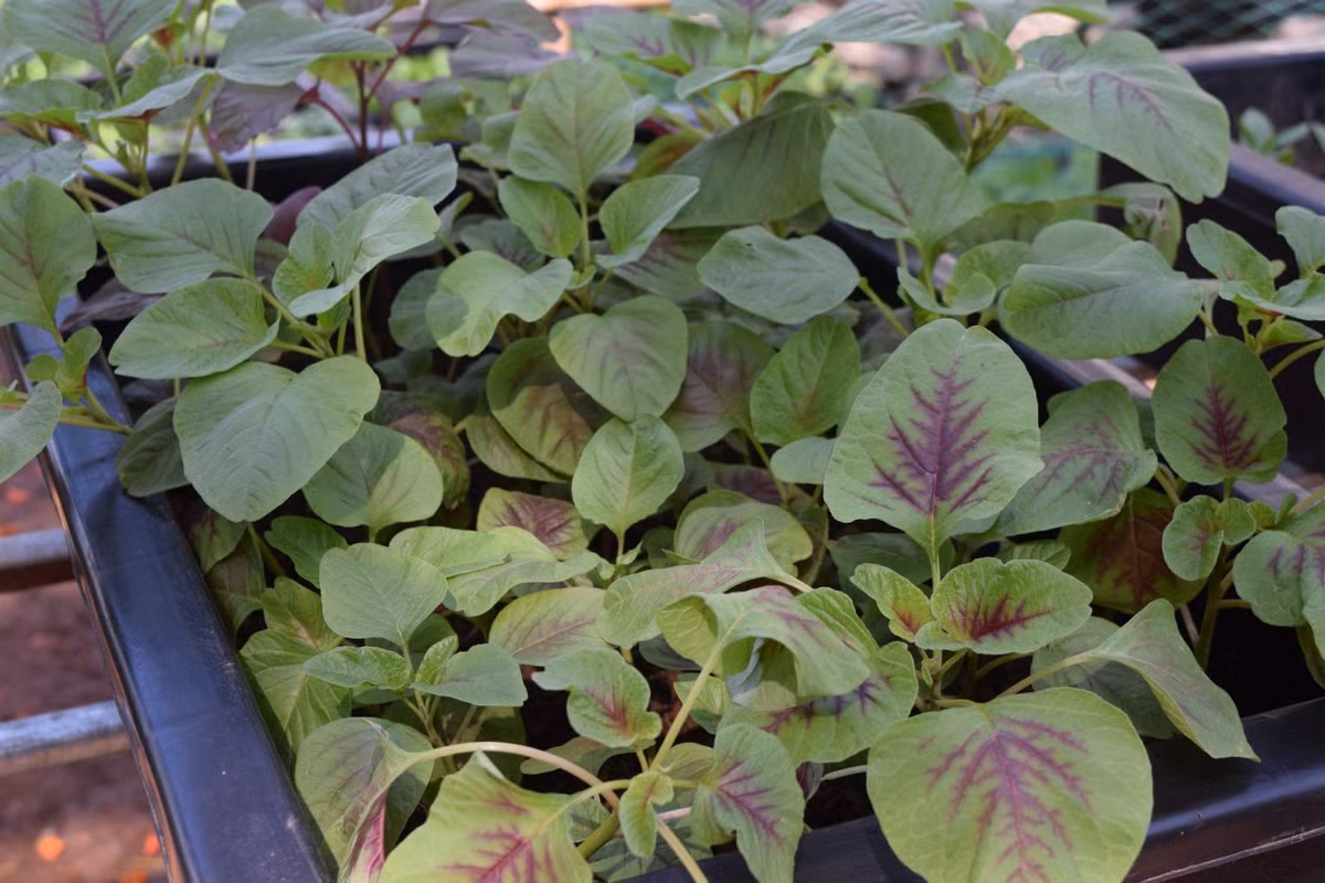 Là một trong những loại rau xanh đặc trưng của mùa hè, rau dền mọc nhanh, chịu hạn tốt. Chỉ cần tưới hàng ngày, cây sẽ nhanh tươi tốt. Ảnh: Baophunu.