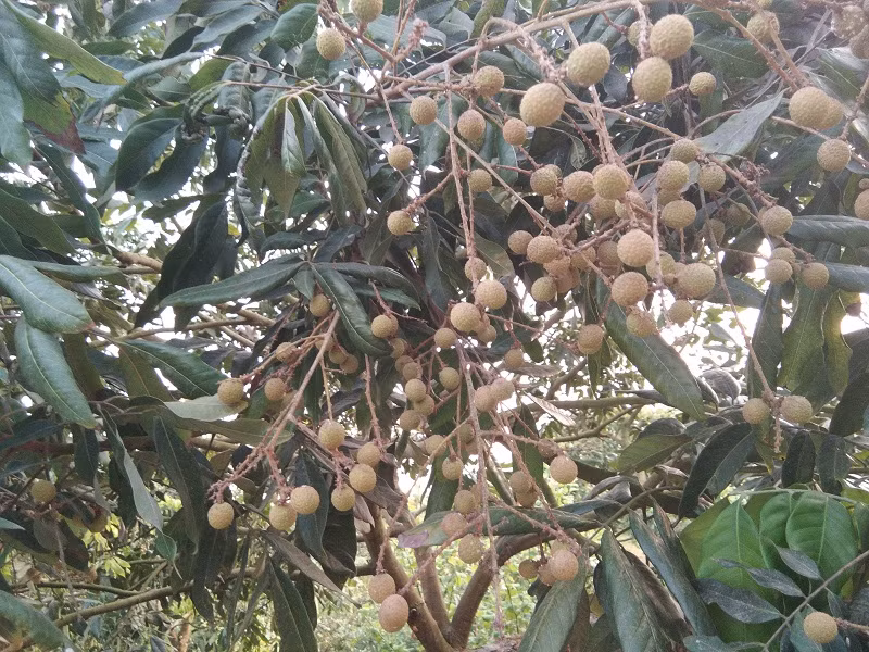 Nhãn Hưng Yên chín rộ vào khoảng tháng 8, tháng 9 hàng năm.