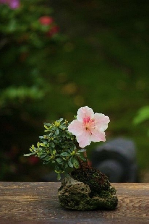 Một bông hoa lớn bung nở cũng đủ sức trở thành điểm nhấn của bất cứ phòng khách nào.