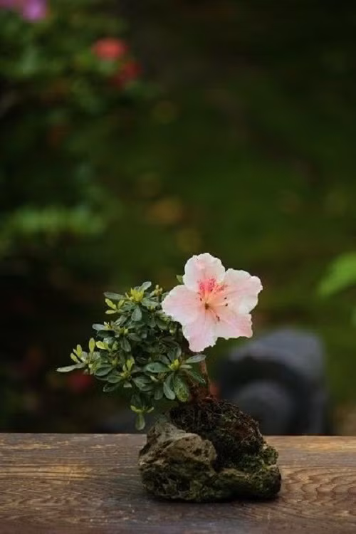 Một bông hoa lớn bung nở cũng đủ sức trở thành điểm nhấn của bất cứ phòng khách nào.