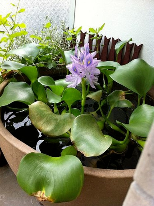 Phổ biến nhất là thả bèo tây làm tiểu cảnh hồ nước trong sân vườn. Ảnh: Printest.