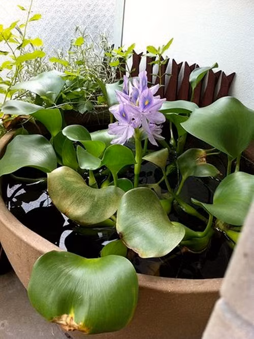 Phổ biến nhất là thả bèo tây làm tiểu cảnh hồ nước trong sân vườn. Ảnh: Printest.