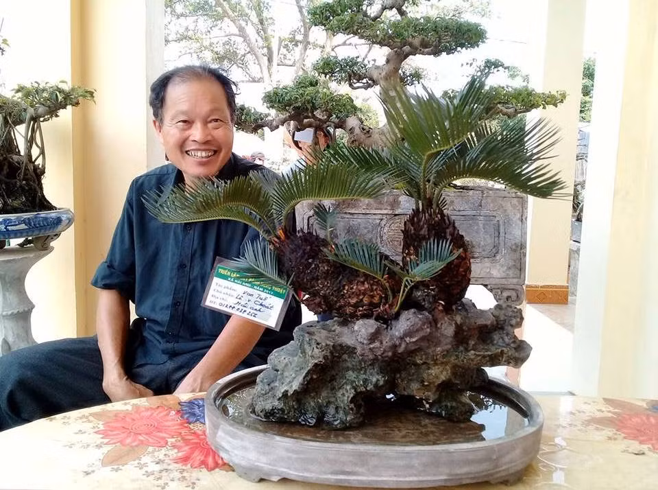 Cũng chính sự mới lạ này mà bonsai vạn tuế mini được đông đảo khách hàng chọn chơi Tết. Ảnh: FB Trung Tuyên Vũ.