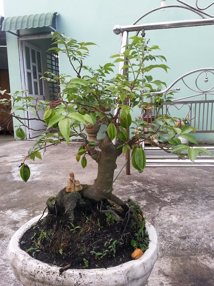 Mang ý nghĩa kỳ vọng về sự trường tồn, thịnh vượng, khế bonsai được ưa chuộng làm cảnh. Ảnh: FB Bao Truong.