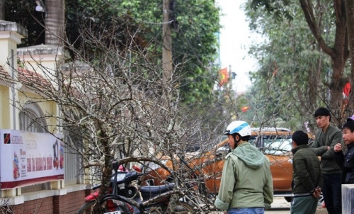 Cây đào đá được người dân tự trồng hoặc đi tìm ở các cánh rừng, sau đó mang ra bày bán. Ảnh: Nghean24h.