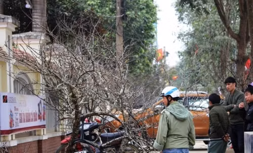 Cây đào đá được người dân tự trồng hoặc đi tìm ở các cánh rừng, sau đó mang ra bày bán. Ảnh: Nghean24h.