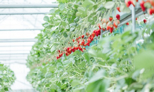 Các loại hoa quả như dây tây, nho, táo...được thu hoạch từ tháng 5 - tháng 11, mang về nguồn lợi hàng chục tỉ yên/năm.