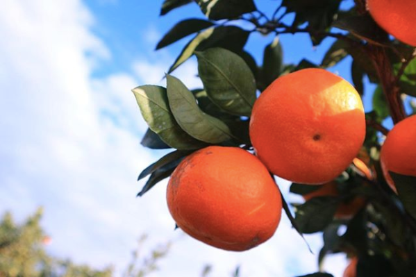 Quýt Nhật Bản không hạt, có vị ngọt thanh, màu vàng tươi đẹp mắt.