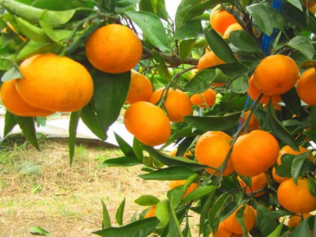 Ngoài ra còn có quýt, anh đào, việt quất...Quýt ra hoa khoảng tháng 5 và cho thu hoạch từ tháng 9 - 12.