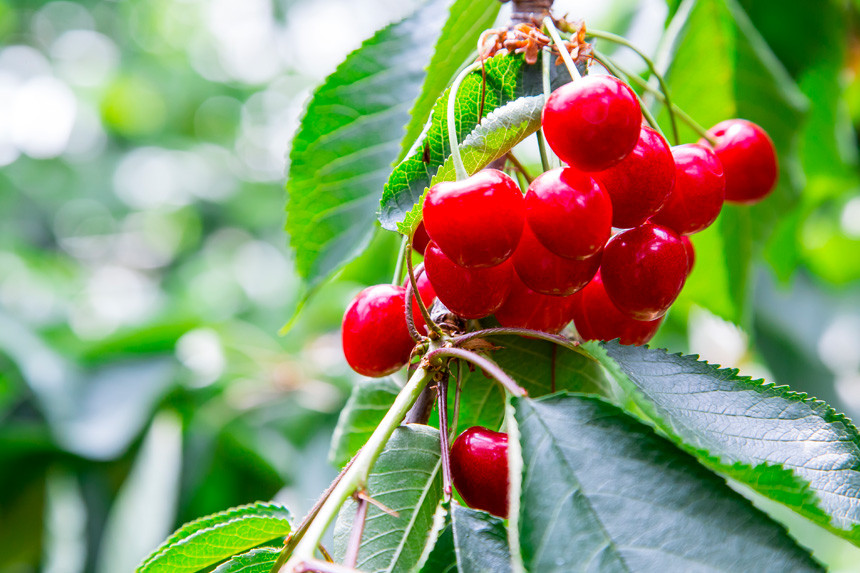 Trái cây ở Yamanashi có quanh năm, mỗi mùa một loại trái cây đặc trưng.