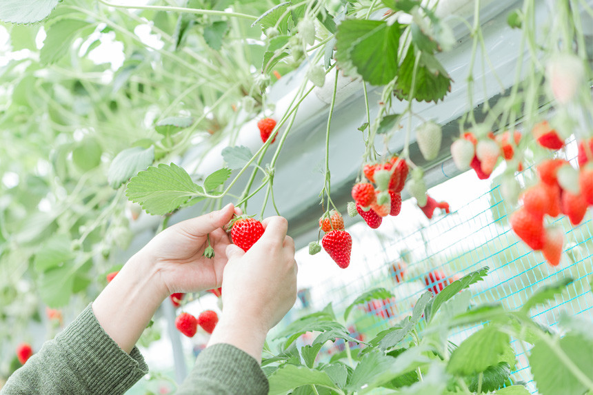 Đây cũng là hình thức kinh doanh du lịch kiếm bộn tiền cho người dân Yamanashi. Nguồn ảnh: Ana-cooljapan.