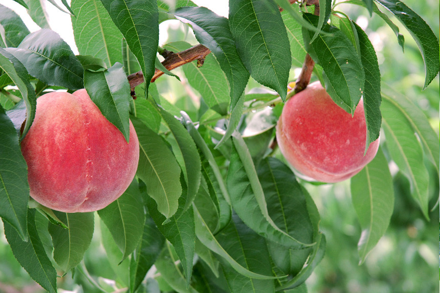 Đặc biệt, các loại trái cây ở đây đều đạt tiêu chuẩn sạch nhờ chế độ kiểm soát an toàn thực phẩm nghiêm ngặt.