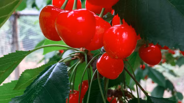 Tháng 7, tháng 8 là lúc những trái anh đào chín đỏ mọng, trong veo.