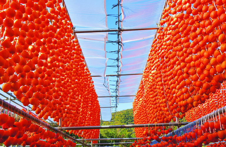 Hồng và lê cho thu hoạch từ tháng 8 đến tháng 10.