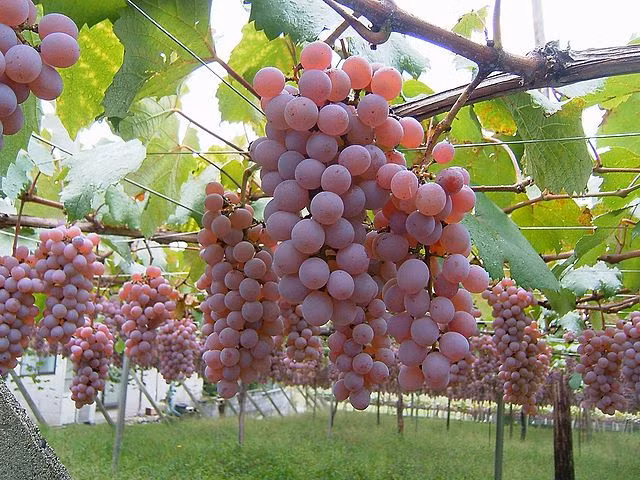 Yamanashi cũng là vùng trồng nho nổi tiếng ở Nhật Bản.