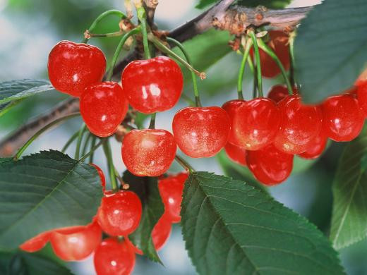 Việc trồng và chăm sóc cây anh đào khá công phu nên giá bán khá đắt. Tùy vào kích cỡ mà anh đào có giá vài chục nghìn yên (tương đương vài triệu đồng)/hộp.