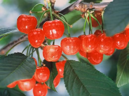 Việc trồng và chăm sóc cây anh đào khá công phu nên giá bán khá đắt. Tùy vào kích cỡ mà anh đào có giá vài chục nghìn yên (tương đương vài triệu đồng)/hộp.