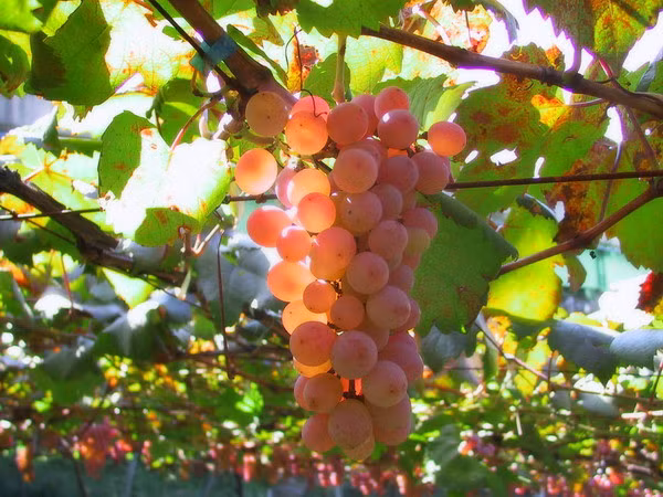 Phổ biến nhất là nho Kyoho được sử dụng làm rượu vang.