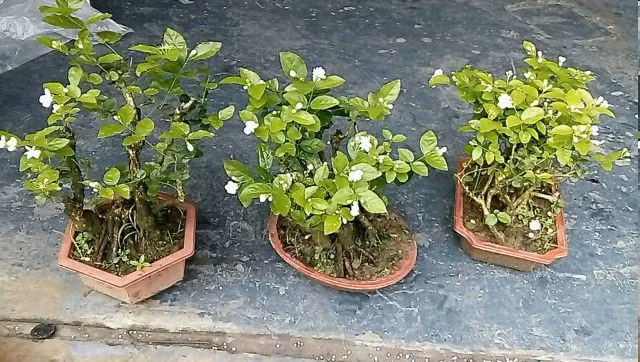 Ngay khi vừa ra mắt, những cây bonsai độc lạ này đã thu hút được giới mê cây cảnh. Ảnh: Lozi.