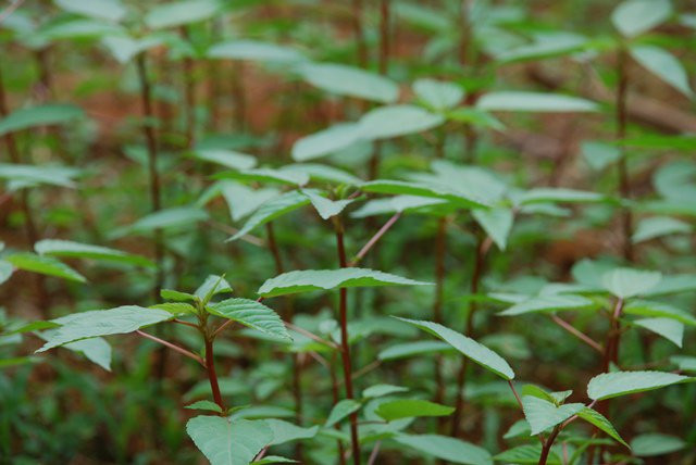 Khi thu hoạch, dùng dao hoặc kéo cách gốc khoảng 20-30cm. Nên thường xuyên cắt rau đay sẽ ra non hơn. Ảnh: Khoahoc.