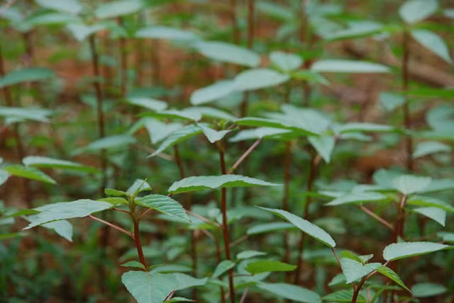 Khi thu hoạch, dùng dao hoặc kéo cách gốc khoảng 20-30cm. Nên thường xuyên cắt rau đay sẽ ra non hơn. Ảnh: Khoahoc.