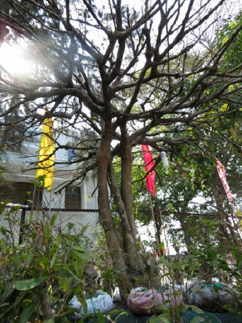 Thân cây con vươn lên tỏa bóng cao hơn thân cây bố mẹ. Ảnh: Vietnamnet.