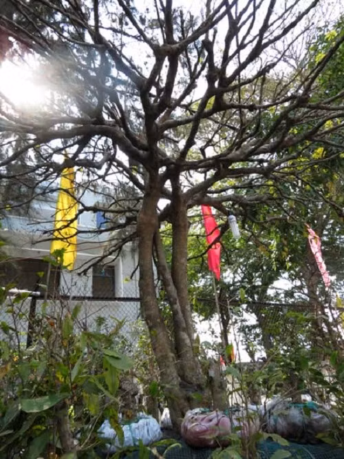 Thân cây con vươn lên tỏa bóng cao hơn thân cây bố mẹ. Ảnh: Vietnamnet.