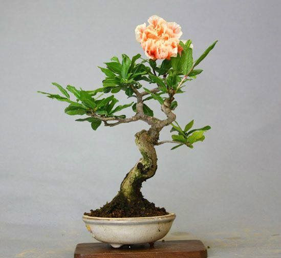 Thân cây xoắn lại tạo dáng thế cổ thụ.