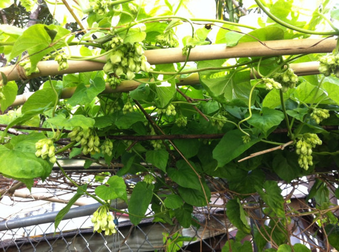 Thiên lý không có tua cuốn như mướp hay bầu mà leo bằng dây. Ngoài việc bắt giàn, nên hướng nhánh để cây mọc theo hướng thích hợp, kín giàn và không bị quấn cành. Ảnh: Toquoc.