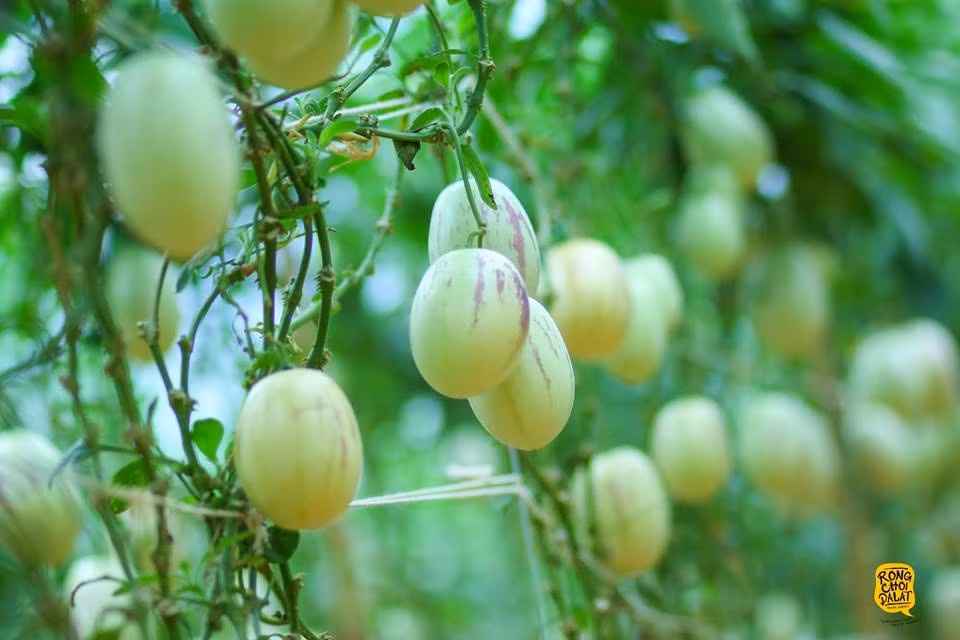 Khi chín, vỏ dưa vàng, xuất hiện các sọc tím hồng. Ảnh: Tiến Đà Lạt.