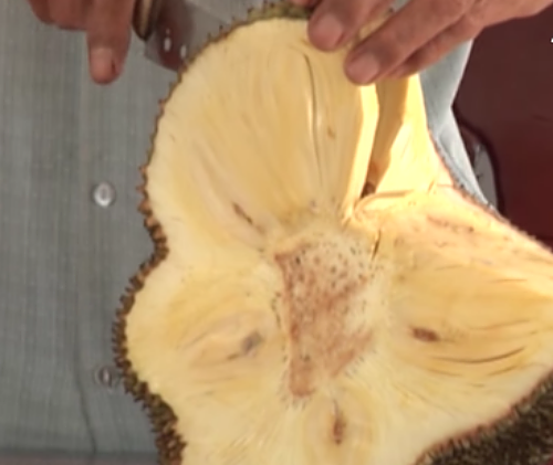 Giống mít không hạt luôn khan hàng ở miền Tây được trồng thành công bởi ông Trần Minh Mẫn (Cần Thơ). Ảnh: Muoncachlamgiau.