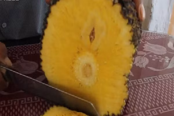 Tuy nhiên, khi bổ ra bên trong rất đặc ruột, hầu như không có hạt hoặc có cũng rất nhỏ. Ảnh: Dân Việt.