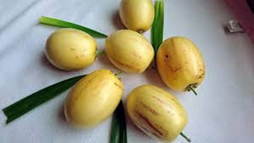 Đặc biệt, dưa hấu tý hon có vị ngọt thanh nhẹ, mùi thơm đậm hấp dẫn. Ảnh: Kokotaru. Video: Mít không hạt của lão nông miền Tây. Nguồn: VTC16.