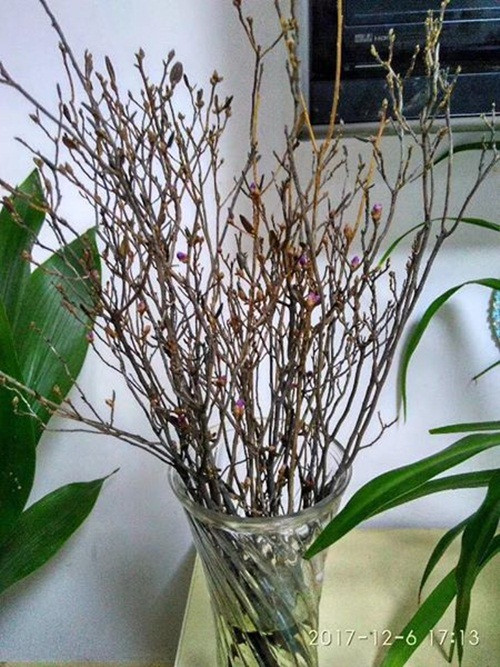 Hoa có mùi thơm thoang thoảng dịu nhẹ. Ảnh: FB Nguyễn Hằng.