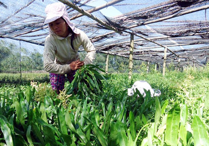 Rau mùi tàu có ưu điểm dễ trồng, ưa vùng đất bùn, có nước quanh năm, trồng một lần có thể thu hoạch nhiều lứa, nên đầu tư ít. Ảnh: NNVN.