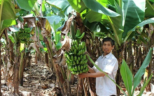 Chuối Laba từ lúc trồng tới lúc ra buồng khoảng 8 tháng, từ lúc ra buồng đến lúc thu hoạch khoảng 4 tháng nữa. Tổng cộng khoảng 12 tháng là có thể thu chính vụ. Ảnh: Dân Việt.