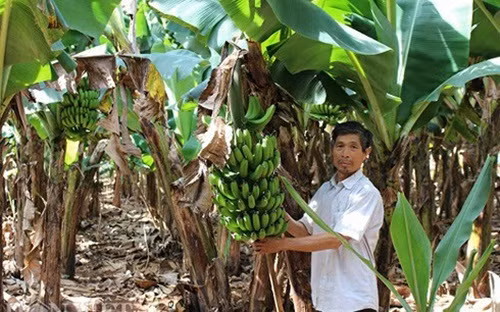 Chuối Laba từ lúc trồng tới lúc ra buồng khoảng 8 tháng, từ lúc ra buồng đến lúc thu hoạch khoảng 4 tháng nữa. Tổng cộng khoảng 12 tháng là có thể thu chính vụ. Ảnh: Dân Việt.