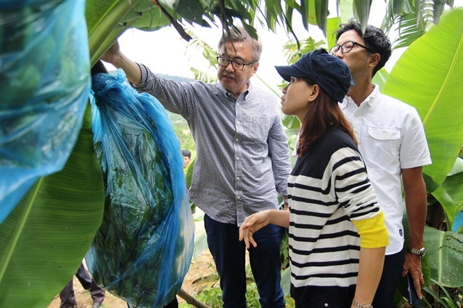 Trồng chuối Laba xuất sang Nhật kỳ công hơn so với trồng thông thường vì phải đảm bảo những yêu cầu khắt khe hơn về lượng thuốc bảo vệ thực vật, kích thước trái, thời gian cắt. Ảnh: Nongnghiepvietnam.